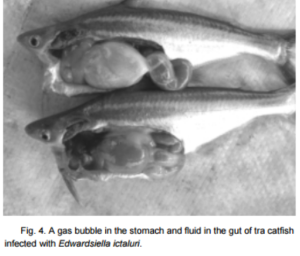Bệnh xuất huyết trên cá tra