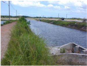 Growout pond and water