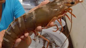 Mother shrimp P,monodon for breeding