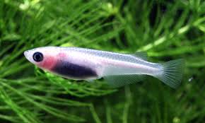 cá hồng kim Nhật