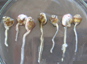 ruột tôm bị bệnh phân trắng