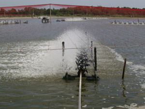 V101 intensive shrimp farm, Thailand