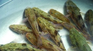 ca-bong-tuong-332x332