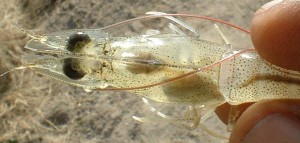 Biện pháp phòng trị bệnh EMS