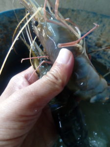 Ảnh hưởng nhiệt độ đến sinh trưởng và tỉ lệ sống tôm càng nước ngọt