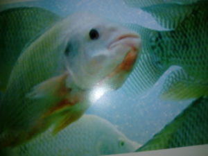 Sử dụng tỏi, hành, gừng trích ly phòng bệnh cho ca