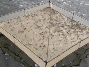 Tôm ương 30 ngày mật độ cao