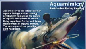 Organic shrimp farming