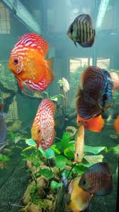 Most of the viral diseases affecting the fishes are geographically limited.