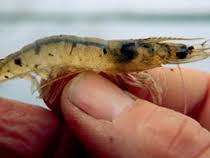 Bệnh đuôi đỏ trên tôm thẻ