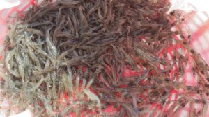 Shrimp nurseries was traditionally used to speed up growth of the shrimp before stocking to grow-out. This is still the reason for nurseries in Latin America and in some Asian countries. However the recent emerging trend of reintroduction of shrimp nurseries in South East Asia is because of diseases in early stages of shrimp growth