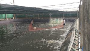Shrimp Pond Water and Sediment Quality Management