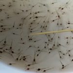 Tôm giống ương theo qui trình gia hóa kháng bệnh