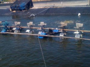 This Manual of Good Aquaculture Practices in Shrimp Farming is a tool to enable people working in the fields, as well as in the offices but in particular, shrimp farmers develop more efficiently their production cycles.