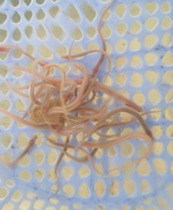 cá chình Bạch Tử