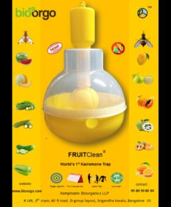 FruitClean Bẫy ruồi vàng